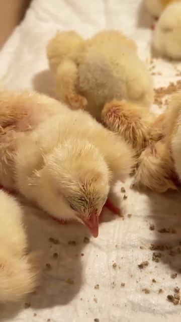 маленькие,  пушистинкие цыплята первые 2 часа