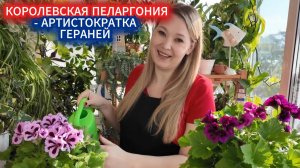 Королевская пеларгония - аристократка среди гераней. Уход за домашней пеларгонией, подкормка
