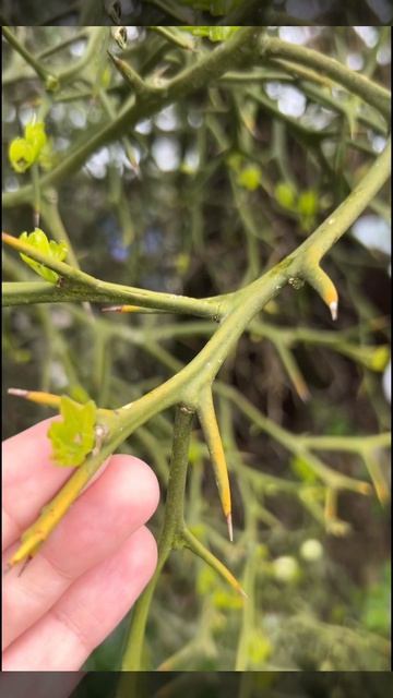 Привет, бабуль! Цветет живая изгородь #shorts