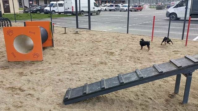 Цвергпинчер-торпеда