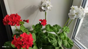 Как цветёт моя пеларгония, которую я сеяла семенами в ноябре прошлого года