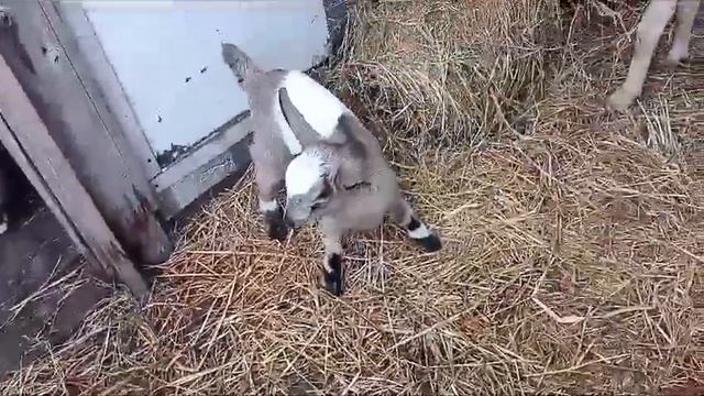 20-04-2026 Ностальгия....Козлятки.Видео Архив.