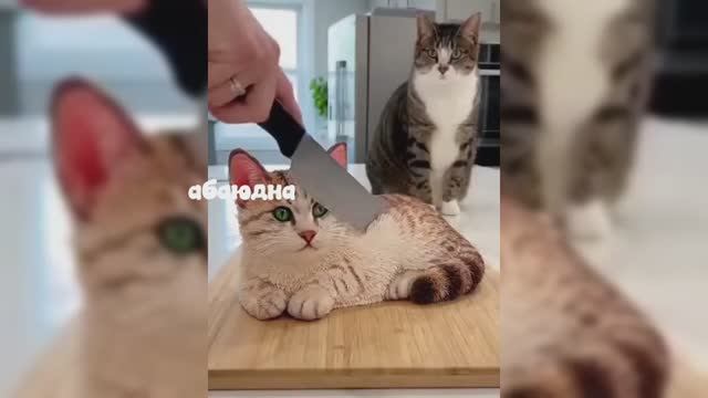 Прикольное видео про котиков 🔥