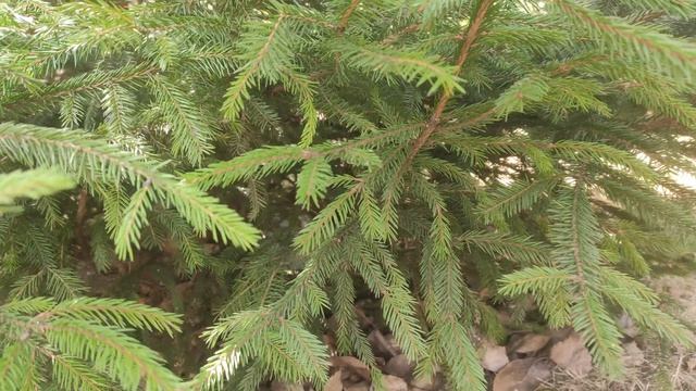 видео дневник кролика день 2