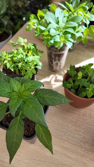 Петунии пожелтели? Спокойствие, это поправимо! «Аквамикс М» — витаминный коктейль для ваших цветов.