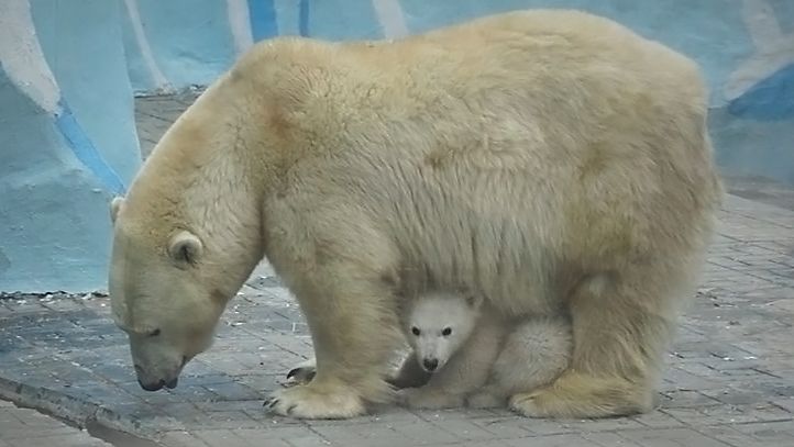 медвежонок с утра на даче чувствует себя неуверенно и постоянно прячется под маму Герду.