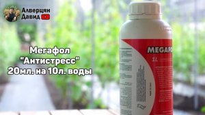 Вторая важная профобработка виноградника (07.06.2024) (Видеоблог Давида Алверцяна)