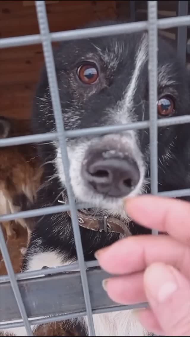 🆘🆘🆘 В приюте домашняя собачка!!!