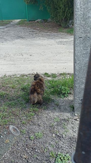 Наша Мура🐱