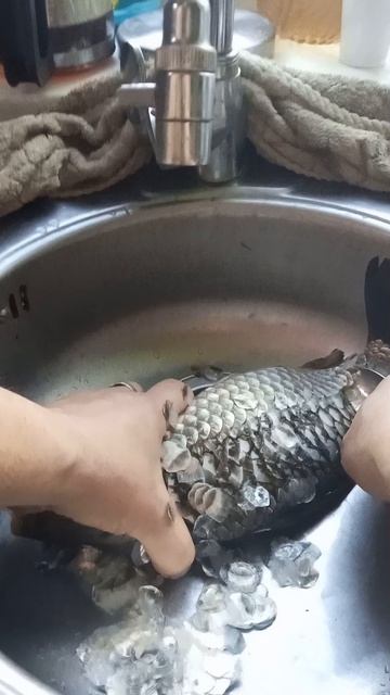 Как быстро почистить карася от чешуи.