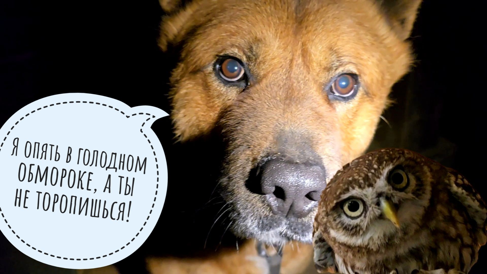 Сыч Лучик не стерпел присутствия Артёма. Крот всё ближе к сове Ёлке. Пёс Кубик опять в обмороке(нет)