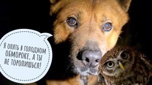 Сыч Лучик не стерпел присутствия Артёма. Крот всё ближе к сове Ёлке. Пёс Кубик опять в обмороке(нет)