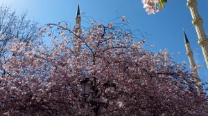 Ингушетия, Назрань: мемориал Памяти и Славы.
Чечня: Грозный, Шале, Аргун. 02.04.26.