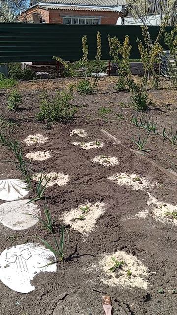 1000104113.mp4посадила помидоры, перец, клубнику