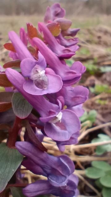 Цветение Corydalis Solida