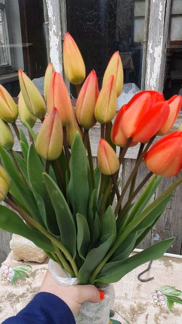 Срезала домой все тюльпаны😃🌷