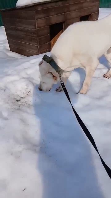 Поддержи медвежонка САО Юрая🍀 🙏💯🙏💊🩺🙏❗ Пост в описании 🎥 #собака #сао #алабай #любовь