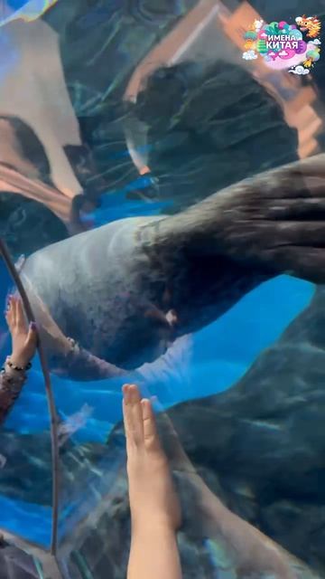 «Имена Китая» океанариум Шанхая