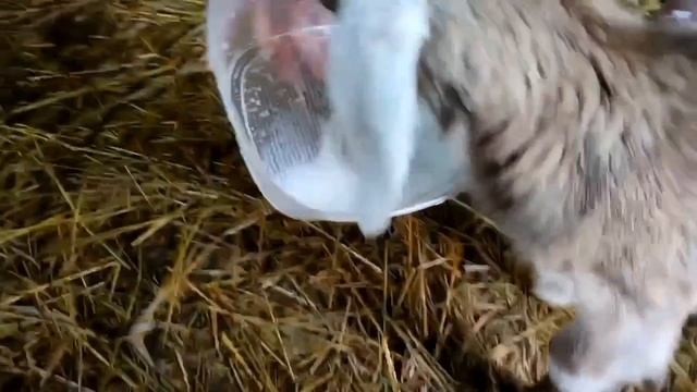 Показываю своих хулиганов