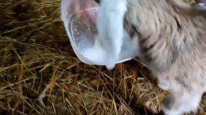 Показываю своих хулиганов