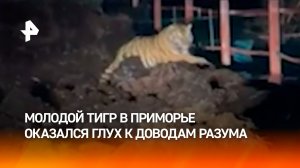 “Я пытался переговорить с ним”: амурский тигр навестил жителей Приморского края