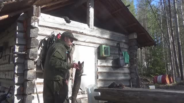 На избу с ночевкой / рыбалка на самоловки (жерлицы) / Глухариный ток.