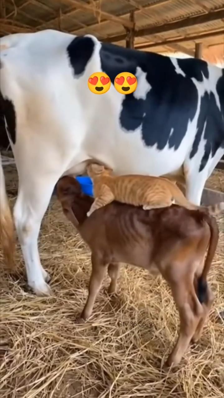 Нейровидео «Коровка кормит телёнка и рыжую кису»