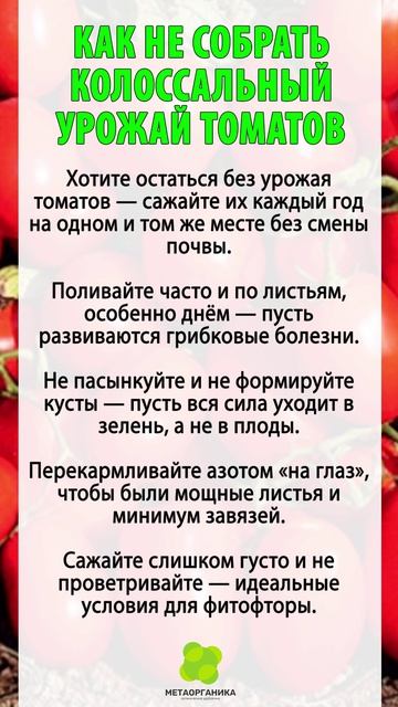 Как не собрать колоссальный урожай томатов