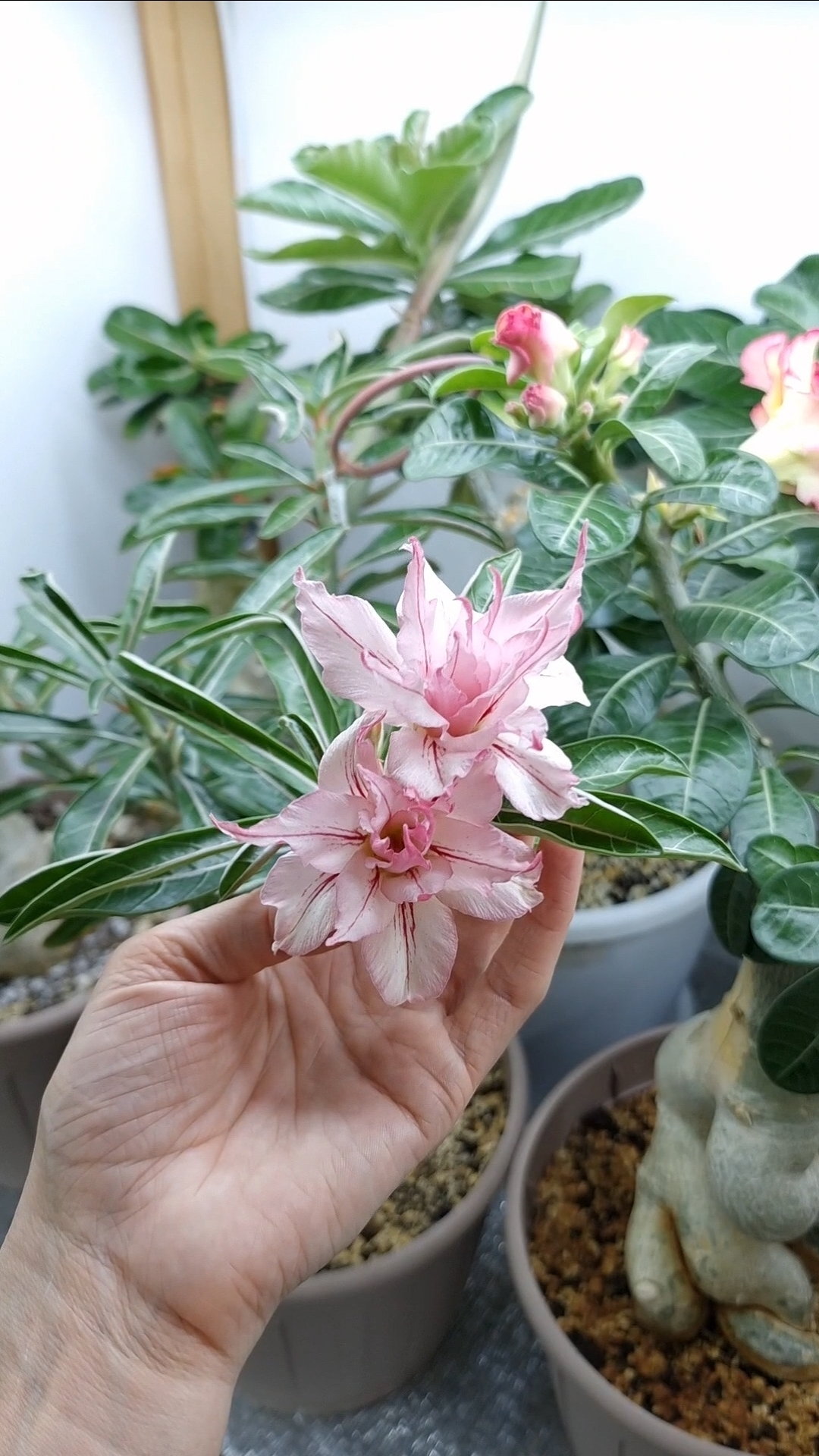 Это очень красиво! Fei Fan. В любимчиках.