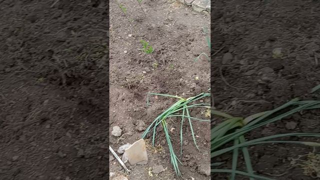 1000104090.mp4посадила цветы