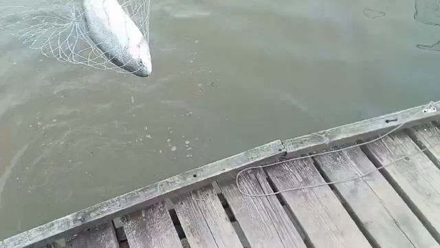 Форель на блесну