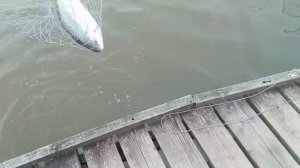 Форель на блесну