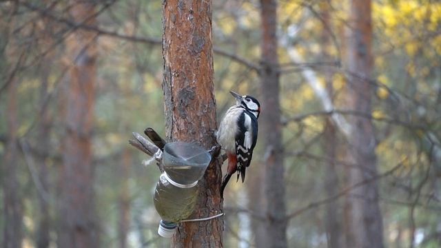 Белочка делает запасы. Большой пестрый дятел снова прилетел попить