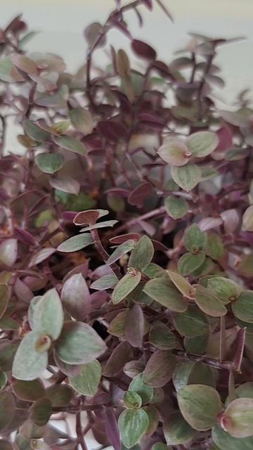 Кализия Розовая пантера в интерьере