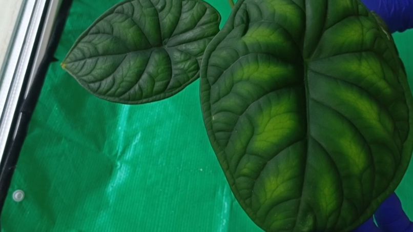 Пересадка моей первой алоказии.