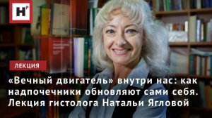 «Вечный двигатель» внутри нас:как надпочечники обновляют сами себя. Лекция гистолога Натальи Ягловой