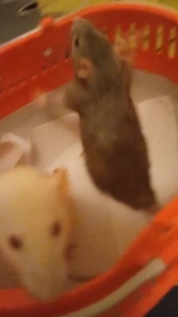 как приучить крыс к переноски (туториал для дачного сезона)