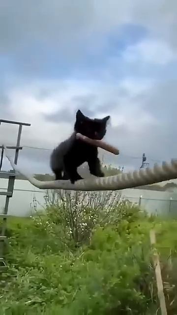 На самом деле все коты жидкие и резиновые 😼