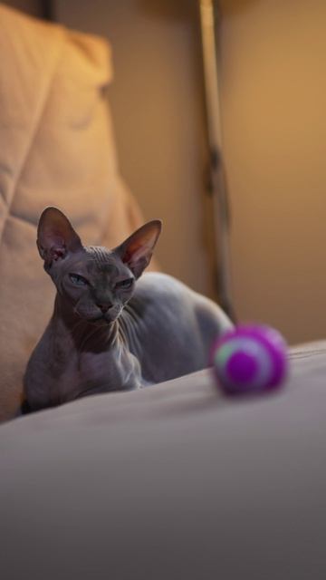 Играться и развиваться — новинки игрушек от HiPet для самых умных хвостиков🐾