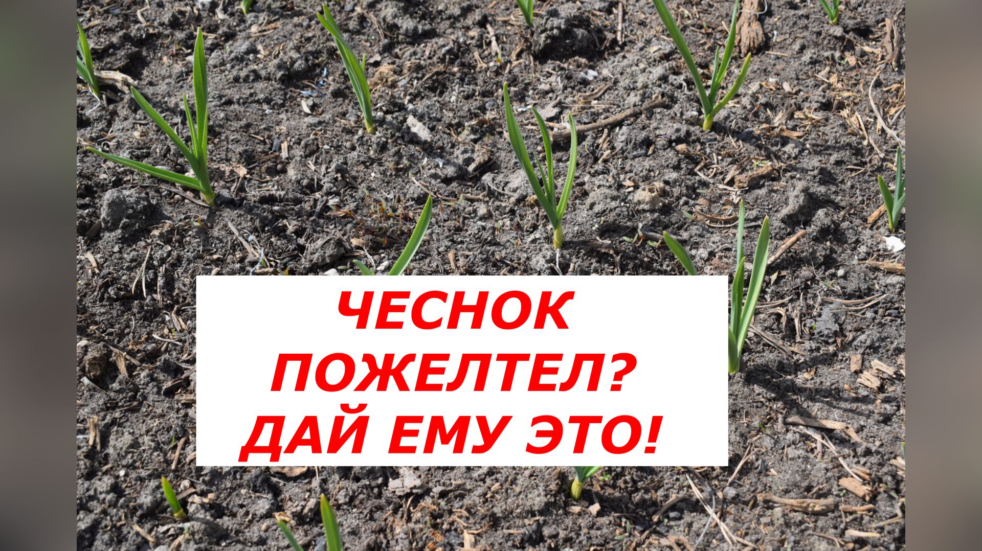 Первая подкормка чеснока: что делать, если пожелтели кончики пера.