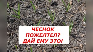 Первая подкормка чеснока: что делать, если пожелтели кончики пера.