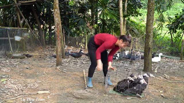 Собрать всех гусей на ферме, используя повозки, запряженные лошадьми. Перевезти кур на рынок Продать