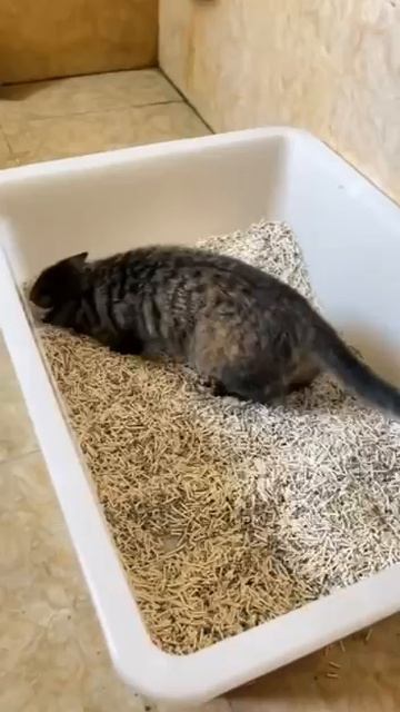 А как срать?