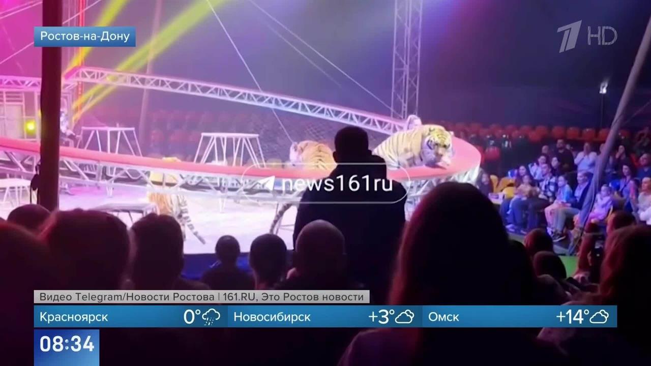 Появились кадры побега тигра с арены цирка в зрительный зал в Ростове-на-Дону