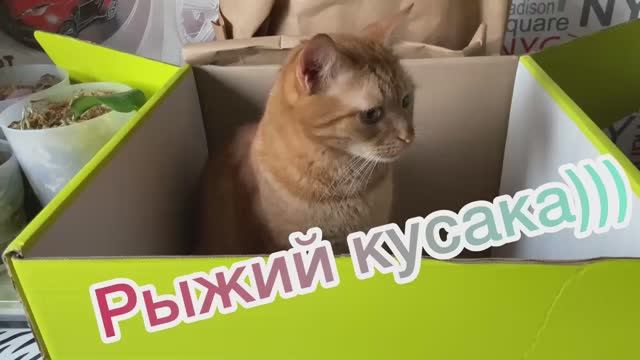Рыжий кот. Рыжик кусака)))