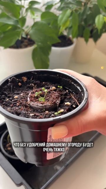 Какие-то дофаминовые коробочки