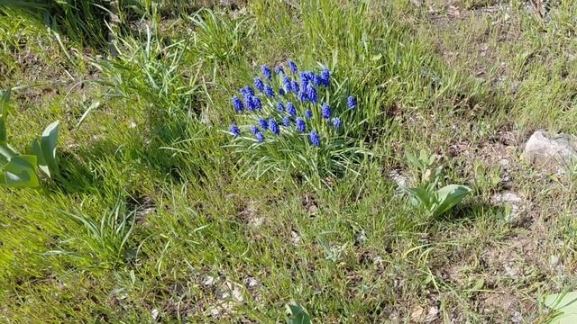 Раскрылись тюльпаны на даче