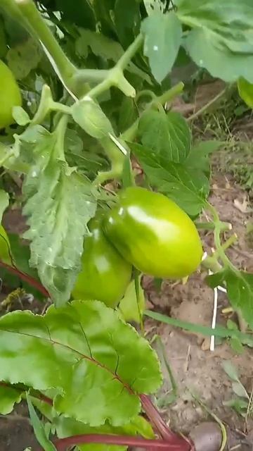 Томаты Осень 2025