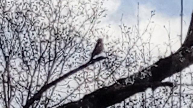 Песня самца зяблика. VID_20260417_151025