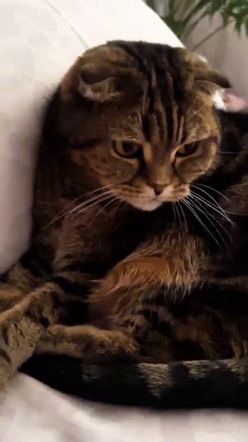 БУСИНКА ЧЕССИ ВСЕГДА РЯДОМ, НАСЛАЖДАЕТСЯ МОИМ ОБЩЕСТВОМ 😂😂😂 #cat #чессикошка #любовь